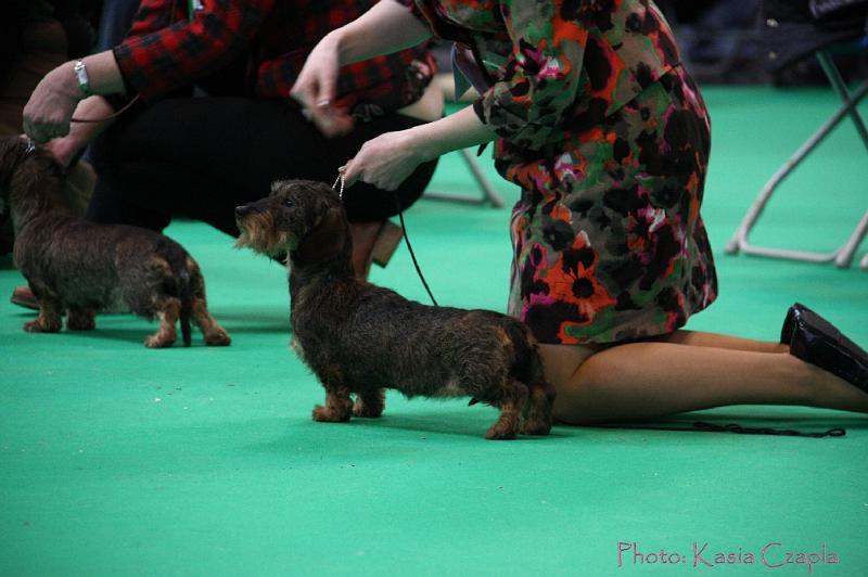 Crufts2011_2 1140.jpg